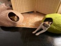 Peach Toned Wool Felt Cat Cave