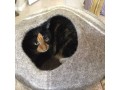 Handmade Wool Felted Cat Cave
