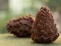 9cm Handmade Wool Felt Sheet Pinecone
