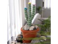 Felt Cactus with Pot and Pebbles, Tibetan Mantra Scripted Pebbles