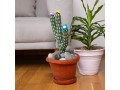 Felt Cactus with Pot and Pebbles on Living Room with Sofa and Real Plant and Vase