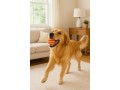 Striped Wool Dog Balls | Pack of 5+