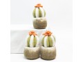 Wholesale Felt Succulents & Cactus Plants