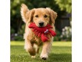 Wholesale Wool Felt Lobster Dog Toy