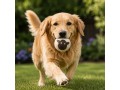 Wholesale Wool Felt Dog Ball Toy