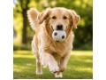 Wholesale Wool Felt Dot Ball Dog Toy