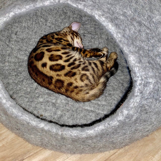 Plain Gray Cat Cave