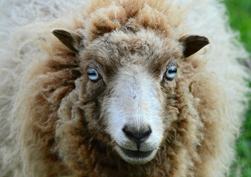 Sheep eye pupil