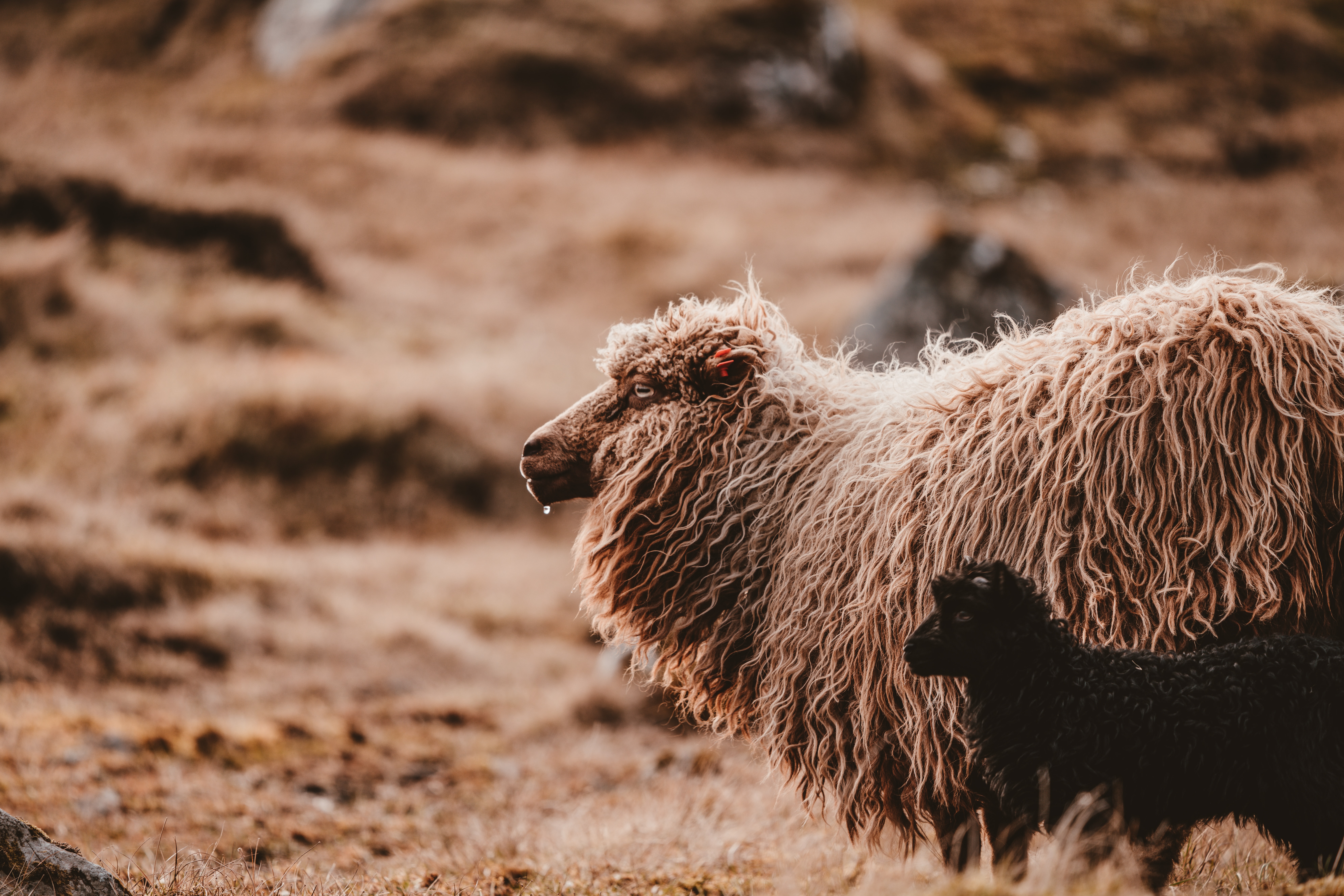 Why Do Sheep Need Shearing? The Benefits Of Shearing - Felt and Yarn Why Do Sheep Need Shearing? The Benefits Of Shearing - Felt and Yarn