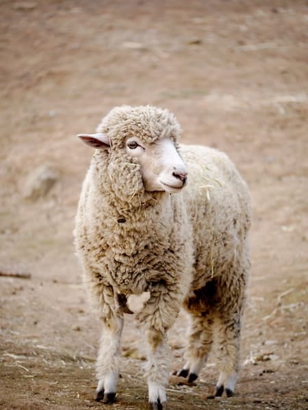 5g per color,total 85g WellieSTR 17 Color Wool Fiber Peru alpaca Curly Fiber for Wool Felt Teddy Needle Felting especially for Poodle/Bichon and Sheep 