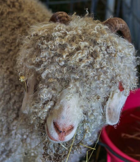 Wool Guide: Types of Wool You Should Know - Felt and Yarn