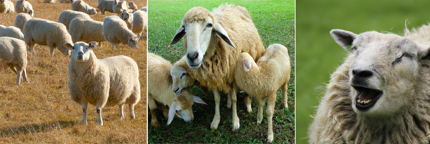 New Zealand Sheeps