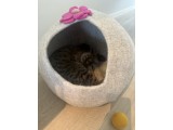 Wholesale Wool Felt Cat Cave