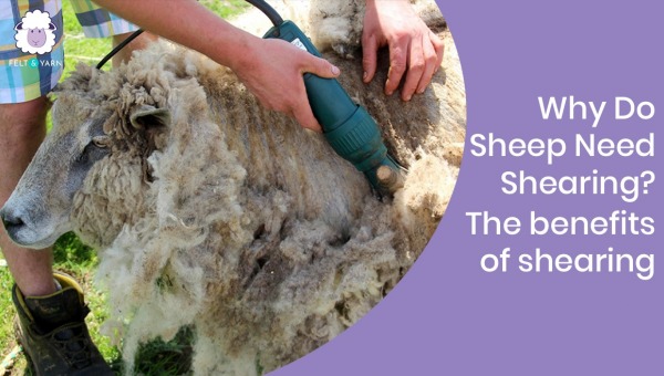 Why Do Sheep Need Shearing? The Benefits Of Shearing - Felt and Yarn