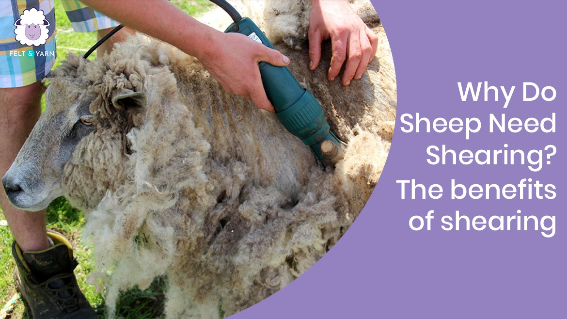 Why Do Sheep Need Shearing? The Benefits Of Shearing - Felt and Yarn